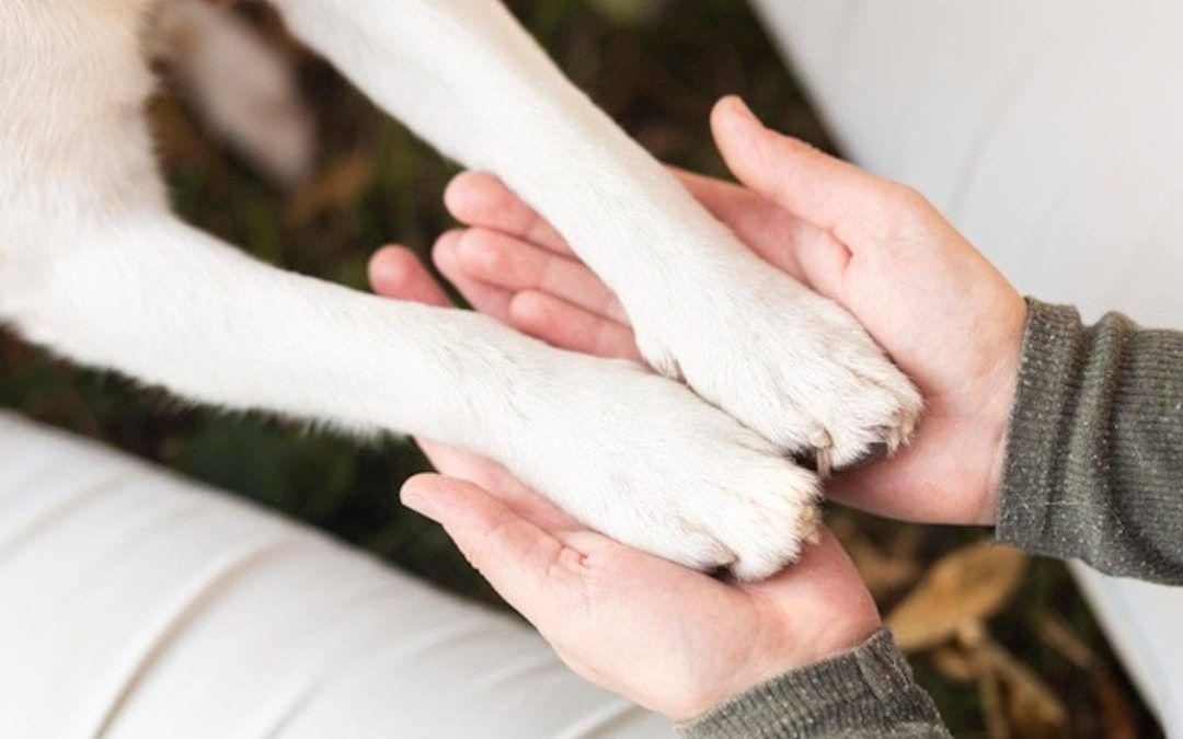 10 Tips to keep your dog’s hooves