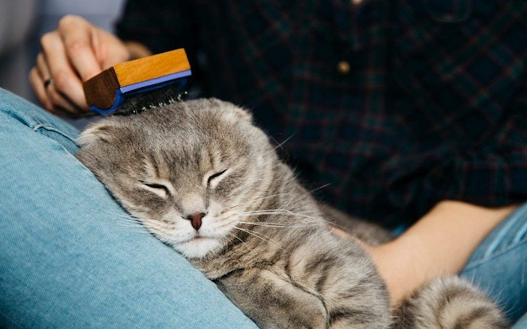 5 Tips to avoid hairballs in cats