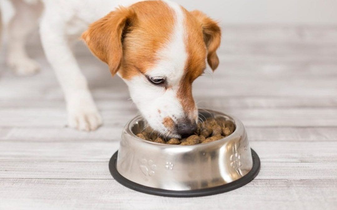 Dogs with food allergies